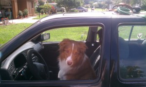 Maybe we should never have let the dog drive.