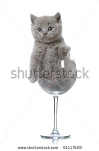 kitten in a glass